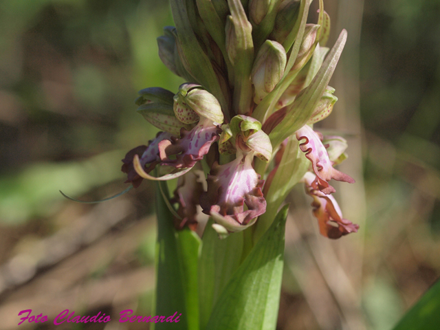 buon anno con l''ultima orchidea 2010